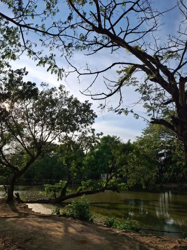 vista de la vegetacion junto a la laguna de Juanchi en Fundo Flor de Coco