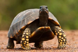 El Emblemático Morrocoy Sabanero (Chelonoidis carbonarius): Una Tortuga Terrestre de los Llanos Venezolanos