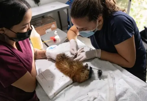 dos mujeres veterinarias realizan una intervencion quirurgicaa un pequeño animal