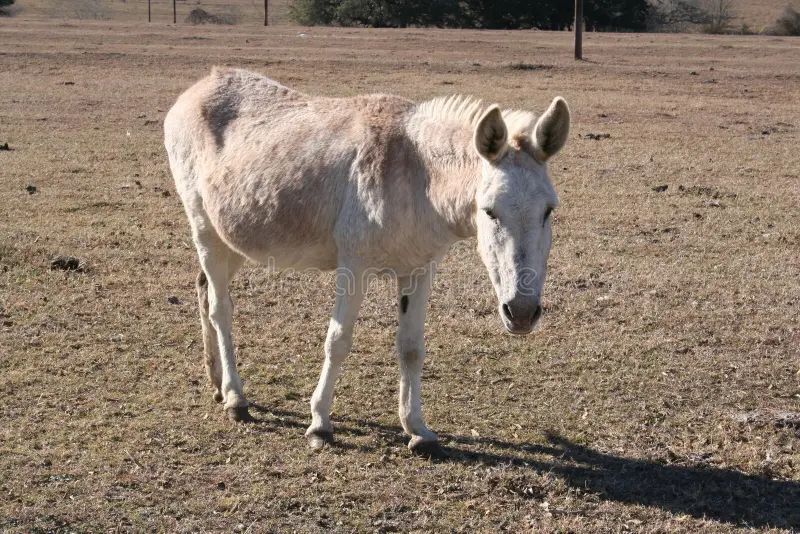 El Robusto Burro (Equus asinus): Un Equino Domesticado con Presencia en Venezuela
