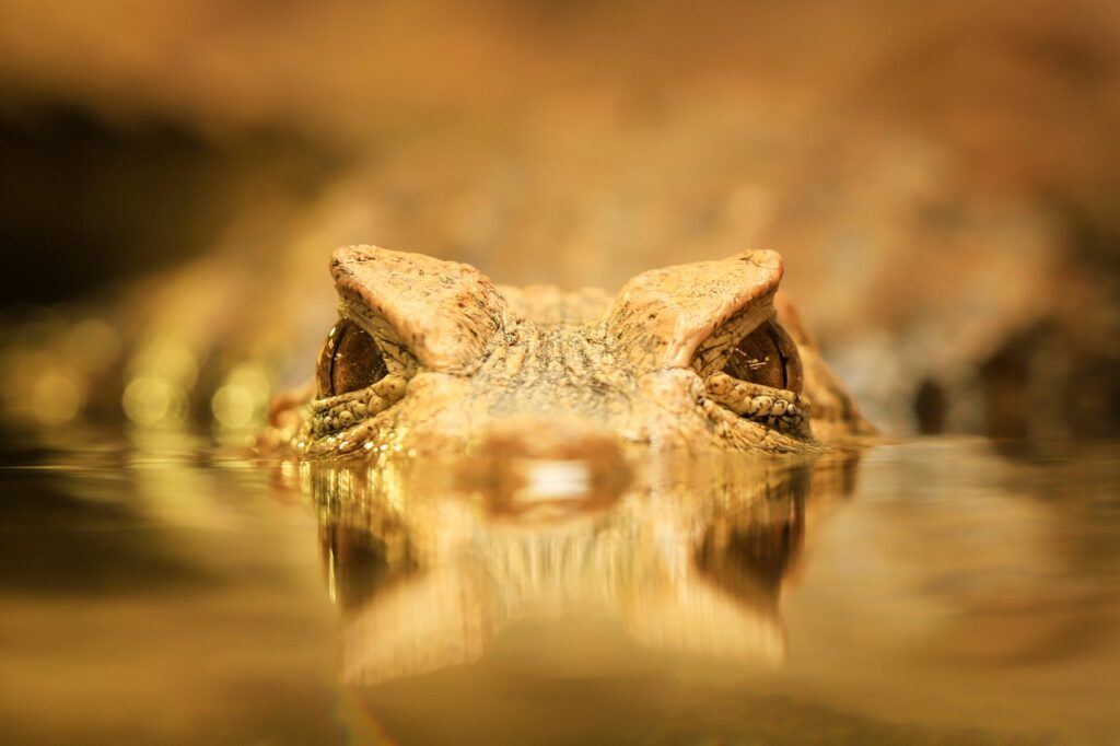 caiman-8112309_1280 close-up con vista de la parte superior de la cabeza de un caimán amarillo emergiendo del agua