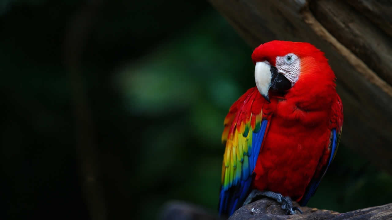 guacamaya roja