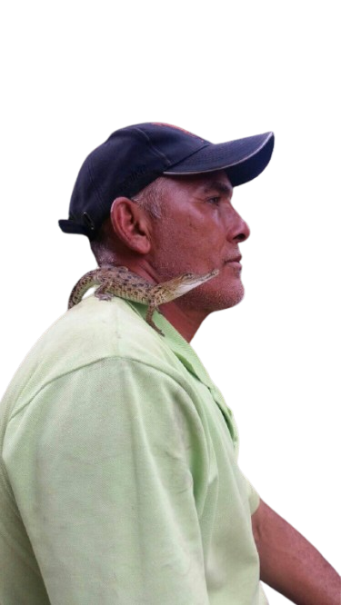 vista de perfil derecho de Arcenio López con una cria pequeña de caimán en su hombre derecho