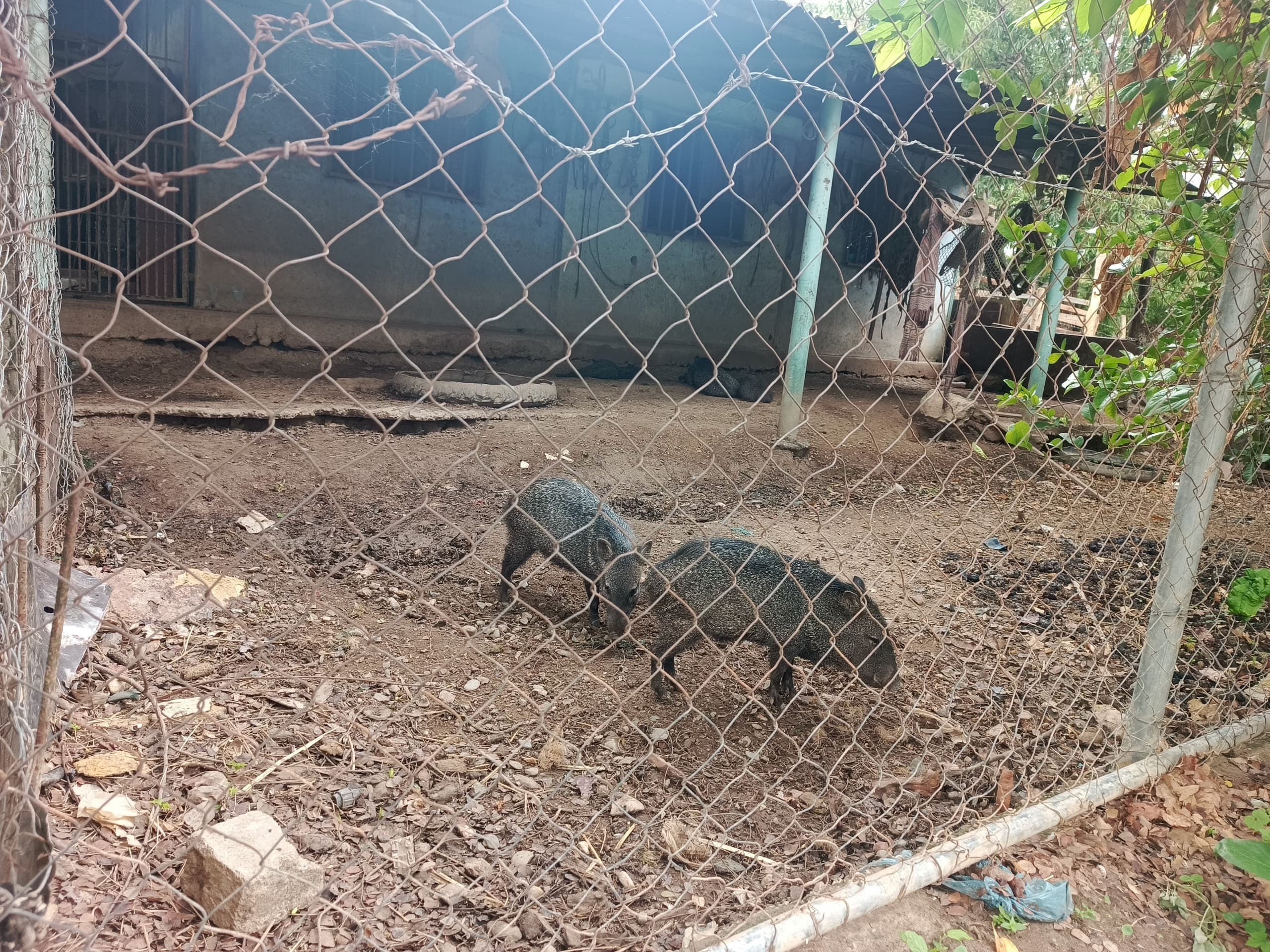 Báquiro de Collar (Pecari tajacu)