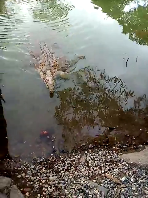 vlcsnap-2025-04-26-09h56m23s719 Juanchi, la caiman amarillo, en la orilla de la laguna en Fundo Flor de Coco