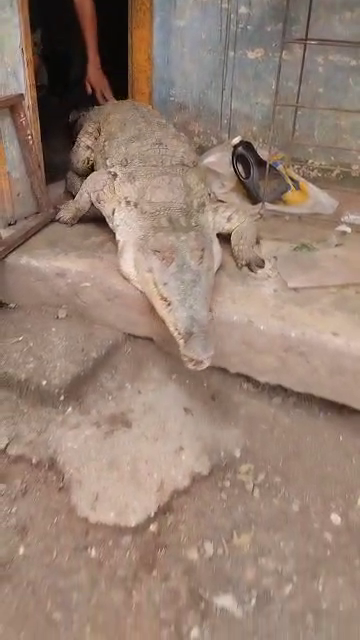 Juanchi la caimana saliendo por la puerta de la casa hacia el patio.